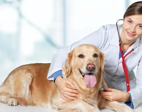 Fetch A Heart That Loves You More Than Itself Through Apex Veterinary